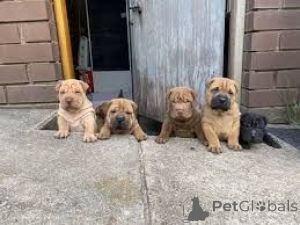 Foto №1. shar-pei - zum Verkauf in der Stadt Edingen-Neckarhausen | 450€ | Ankündigung № 169474