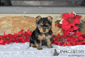 Foto №1. yorkshire terrier - zum Verkauf in der Stadt Hannover | 540€ | Ankündigung № 63838