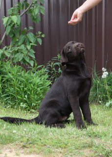 Zusätzliche Fotos: Gezüchteter Labrador-Welpe