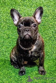 Foto №4. Ich werde verkaufen französische bulldogge in der Stadt Sremska Mitrovica. züchter - preis - verhandelt
