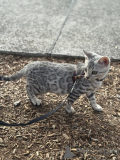 Foto №1. bengal katzenrasse - zum Verkauf in der Stadt Genf | 750€ | Ankündigung № 152656