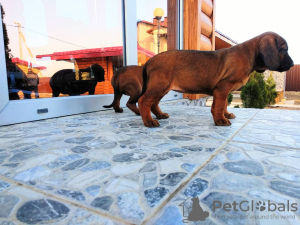 Foto №1. bayerischer gebirgsschweißhund - zum Verkauf in der Stadt Лида | verhandelt | Ankündigung № 10171