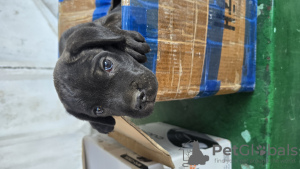 Foto №3. Cane Corso Welpen zu verkaufen. Usbekistan