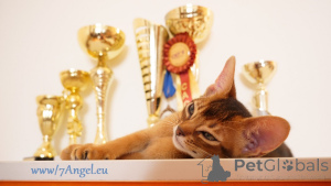 Zusätzliche Fotos: Club Abessinier-Kätzchen