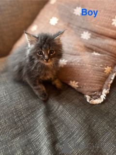 Foto №2 zu Ankündigung № 161387 zu verkaufen maine-coon-katze - einkaufen USA quotient 	ankündigung