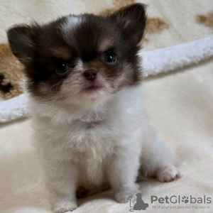 Foto №2 zu Ankündigung № 126840 zu verkaufen yorkshire terrier - einkaufen Frankreich züchter