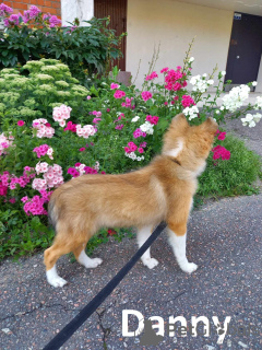 Foto №4. Ich werde verkaufen shetland sheepdog in der Stadt Kohtla-Järve. vom kindergarten - preis - verhandelt