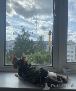 Foto №2 zu Ankündigung № 147111 zu verkaufen  - einkaufen Weißrussland quotient 	ankündigung