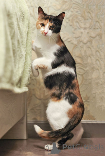 Foto №4. Ich werde verkaufen  in der Stadt Moskova. quotient 	ankündigung - preis - Frei