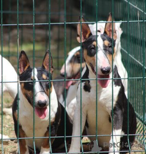 Foto №2 zu Ankündigung № 118204 zu verkaufen bullterrier - einkaufen Serbien 