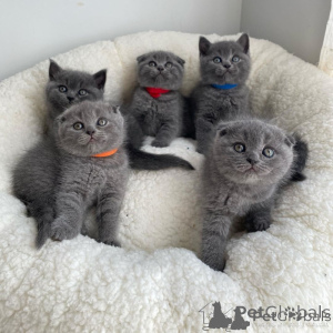 Foto №1. schottische faltohrkatze - zum Verkauf in der Stadt Paris | verhandelt | Ankündigung № 173027