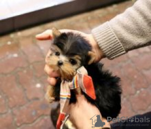 Foto №2 zu Ankündigung № 55304 zu verkaufen yorkshire terrier - einkaufen Finnland 