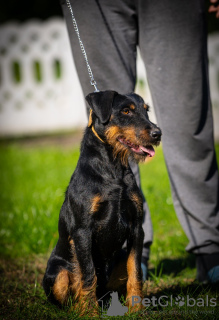 Foto №1. deutscher jagdterrier - zum Verkauf in der Stadt Belgrad | verhandelt | Ankündigung № 121601