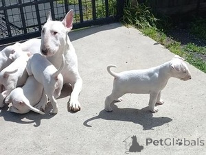 Foto №1. bullterrier - zum Verkauf in der Stadt Finns | verhandelt | Ankündigung № 169533