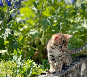 Foto №2 zu Ankündigung № 114882 zu verkaufen bengal katzenrasse - einkaufen USA quotient 	ankündigung