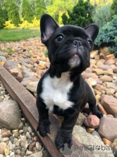 Foto №4. Ich werde verkaufen französische bulldogge in der Stadt Bonn. quotient 	ankündigung - preis - 360€