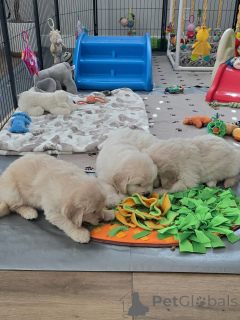 Foto №2 zu Ankündigung № 170904 zu verkaufen golden retriever - einkaufen Griechenland quotient 	ankündigung