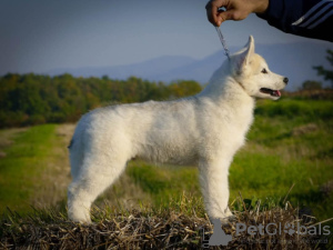 Foto №2 zu Ankündigung № 128115 zu verkaufen siberian husky - einkaufen Serbien züchter