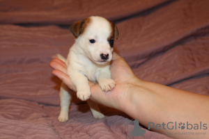 Foto №4. Ich werde verkaufen jack russell terrier in der Stadt St. Petersburg. vom kindergarten - preis - verhandelt