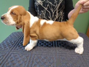 Foto №3. Nachtvertige reinrassige Basset Hund-Welpen zu verkaufen. Deutschland