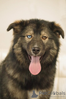 Foto №2 zu Ankündigung № 81243 zu verkaufen mischlingshund - einkaufen Russische Föderation quotient 	ankündigung