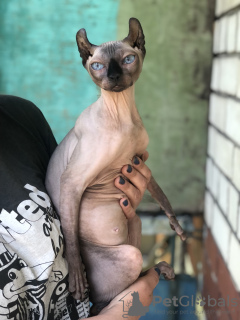 Foto №2 zu Ankündigung № 57456 zu verkaufen sphynx-katze - einkaufen Frankreich züchter