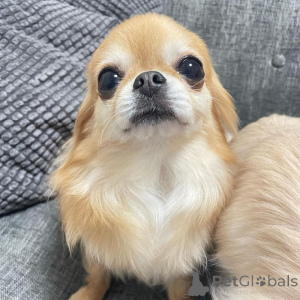 Foto №1. chihuahua - zum Verkauf in der Stadt Wolfsburg | verhandelt | Ankündigung № 161502