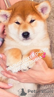 Foto №3. hochrassige Shiba Inu Welpen. Russische Föderation