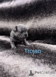 Foto №3. KC registrierte französische Bulldoggenwelpen. Niederlande