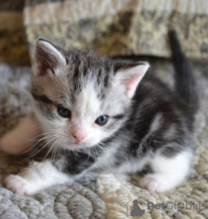 Foto №1. american wirehair - zum Verkauf in der Stadt Washington | Frei | Ankündigung № 135492
