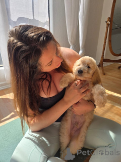 Foto №3. Wunderschöne Golden-Retriever-Welpen suchen ein liebevolles neues Zuhause. Deutschland
