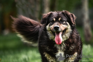 Foto №1. mischlingshund - zum Verkauf in der Stadt Москва | Frei | Ankündigung № 92772