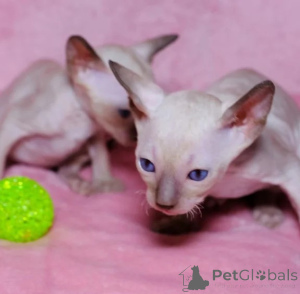 Foto №1. cornish rex - zum Verkauf in der Stadt Bamberg | 350€ | Ankündigung № 178152