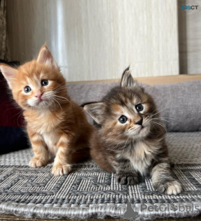 Foto №2 zu Ankündigung № 169776 zu verkaufen maine-coon-katze - einkaufen Estland 