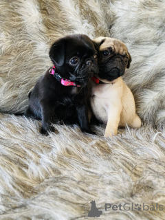 Foto №1.  - zum Verkauf in der Stadt Damöls | 550€ | Ankündigung № 160541