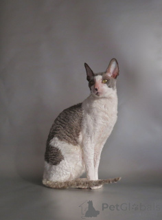 Foto №4. Ich werde verkaufen cornish rex in der Stadt Velingrad. quotient 	ankündigung, züchter - preis - verhandelt