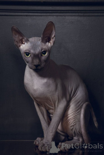 Foto №2 zu Ankündigung № 158829 zu verkaufen bambino - einkaufen Deutschland aus dem tierheim, züchter