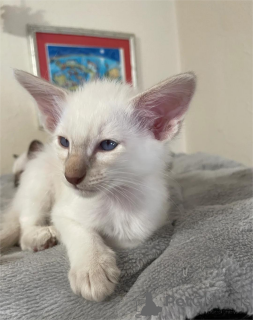 Foto №1. balinesenkatze - zum Verkauf in der Stadt Ingolstadt | 350€ | Ankündigung № 154588