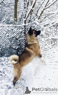 Foto №3. Amerikanische Akita Welpen. Russische Föderation