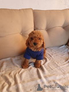 Foto №4. Ich werde verkaufen pudel (toy) in der Stadt Нови Сад. züchter - preis - verhandelt