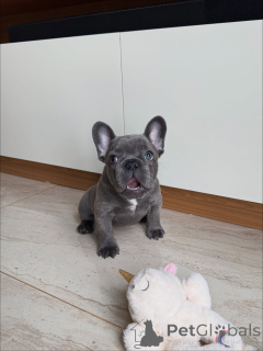 Foto №3. Premium French Bulldog Welpen für anspruchsvolle Familien. Deutschland