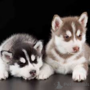 Foto №3. Siberian Husky Welpen. Deutschland