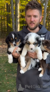Foto №1. australian shepherd - zum Verkauf in der Stadt Chambéry | 359€ | Ankündigung № 141170