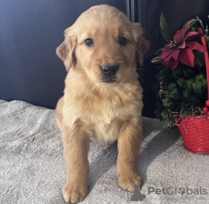 Foto №2 zu Ankündigung № 98597 zu verkaufen golden retriever - einkaufen Deutschland quotient 	ankündigung, vom kindergarten, aus dem tierheim, züchter