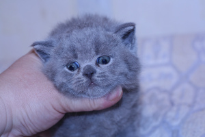 Zusätzliche Fotos: Blaue britische Katze