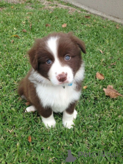 Foto №1. border collie - zum Verkauf in der Stadt Zell bin siehe | 450€ | Ankündigung № 170134