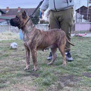 Foto №3. Zu verkaufen sind Canario-Welpen (Kanarenhund), Top-Stammbaum. Serbien