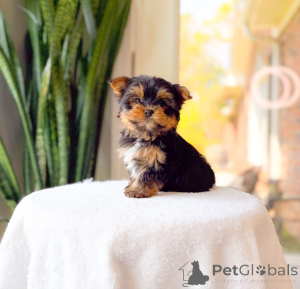 Foto №2 zu Ankündigung № 172895 zu verkaufen yorkshire terrier - einkaufen Deutschland züchter
