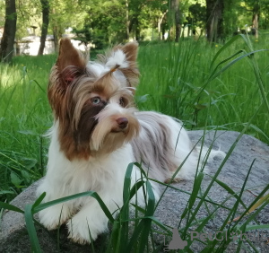 Foto №1. mischlingshund - zum Verkauf in der Stadt Minsk | 700€ | Ankündigung № 35879