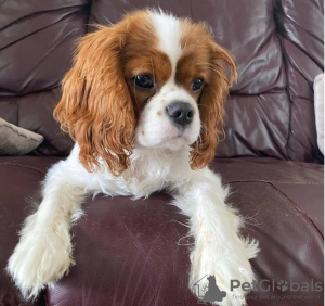 Foto №1. cavalier king charles spaniel - zum Verkauf in der Stadt Berlin | 350€ | Ankündigung № 116810